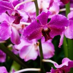 IMG_3461