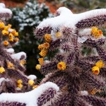 IMG_3966